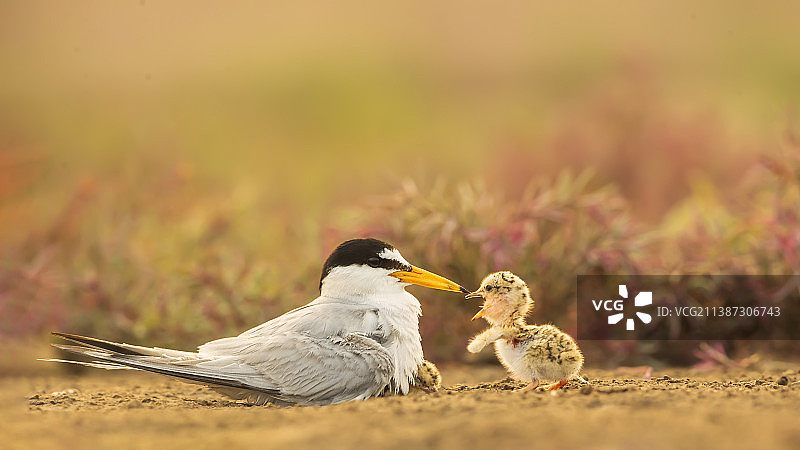 白额燕鸥图片素材