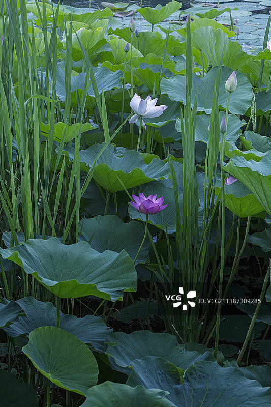 水塘中的水草、荷叶与荷花+月牙湖（南京）图片素材