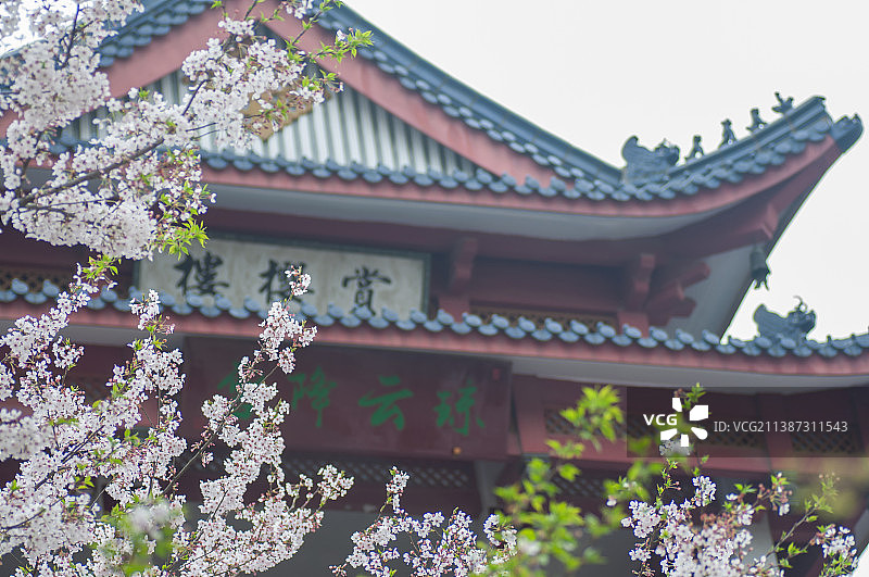 无锡鼋头渚赏樱阁和盛开的樱花图片素材
