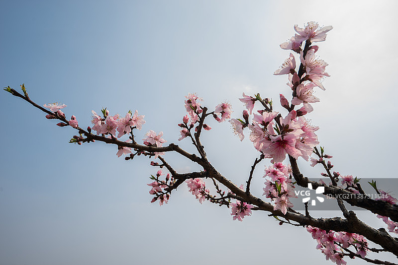 春天里盛开的樱花图片素材