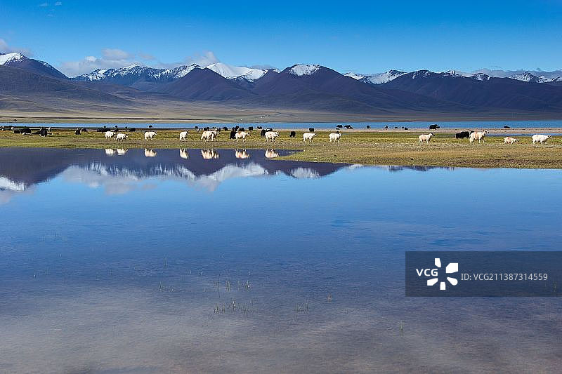 雪山下的牛羊图片素材