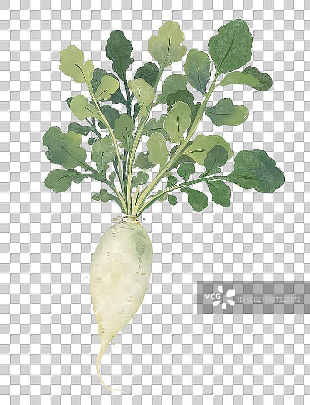 蔬菜插画元素萝卜图片素材