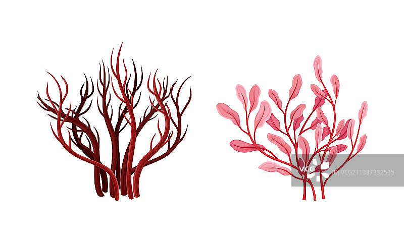 水生和海洋植物：海藻或大型藻类图片素材