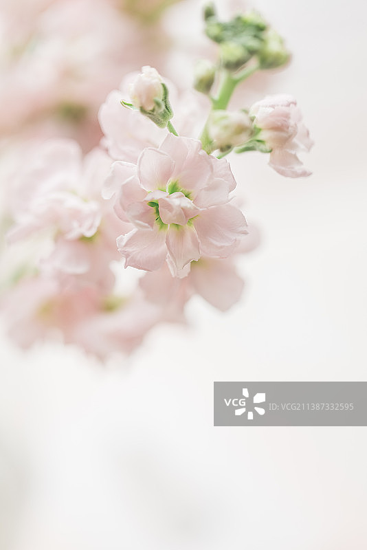 阳光明媚的室内唯美清新文艺的粉色紫罗兰鲜花和书籍笔记本图片素材