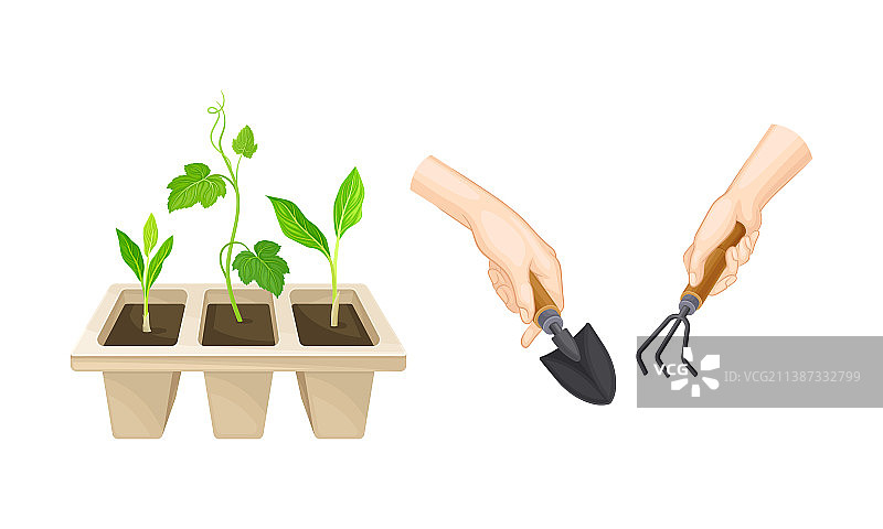 移植幼苗或幼苗生长图片素材