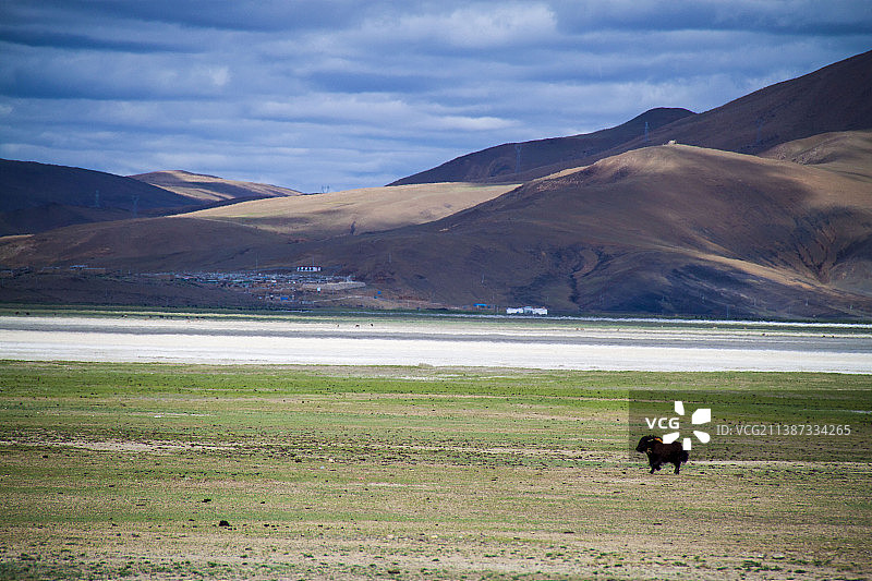 牦牛，“高原之舟”（The Tibetan yak, the boat of the plateau图片素材