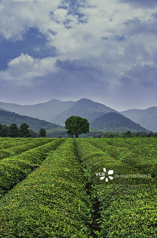 漫山山野茶田和茶园的乡村景色图片素材
