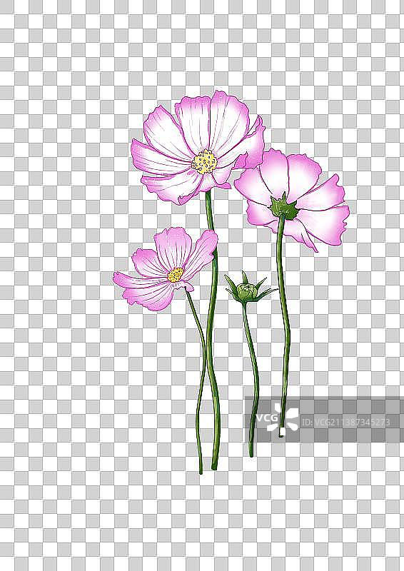 波斯菊图片素材