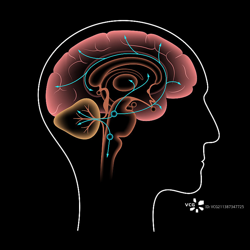 大脑中的血清素通路图片素材