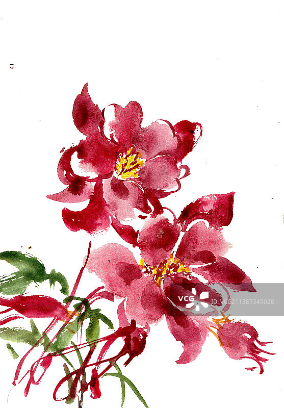 美丽的文心兰图片素材