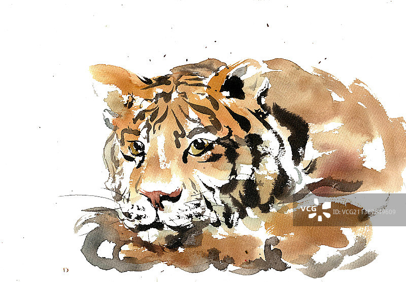 趴着的老虎图片素材