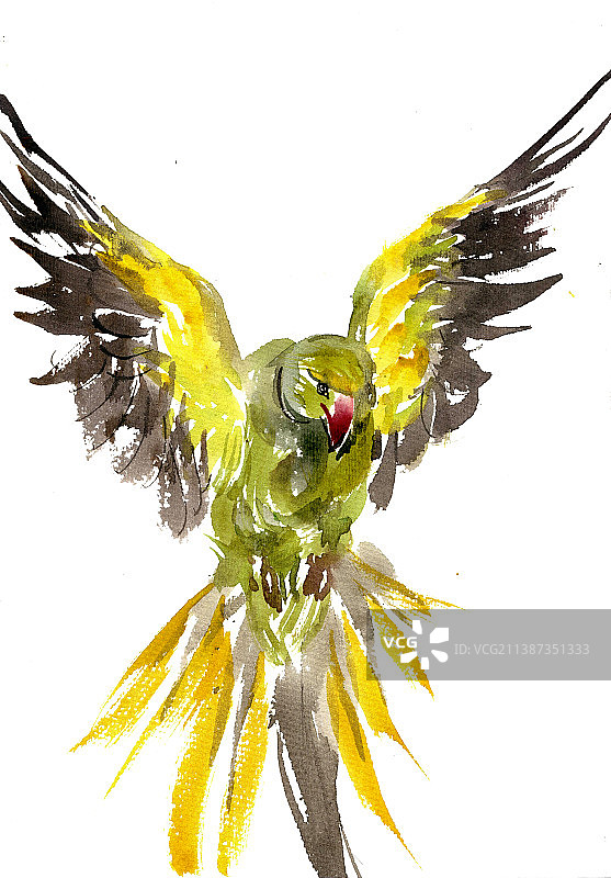 展翅的小鸟图片素材