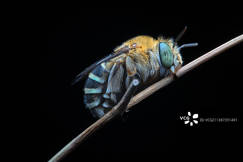 无垫蜂特写镜头图片素材