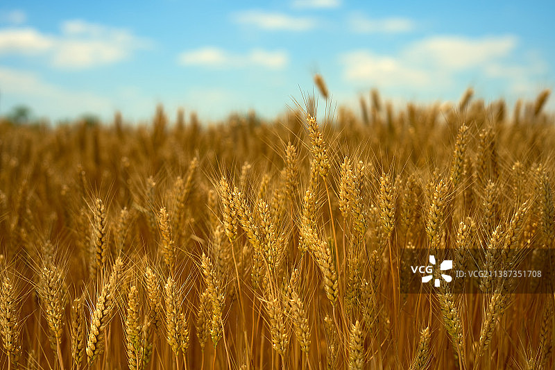 金色麦子熟了图片素材