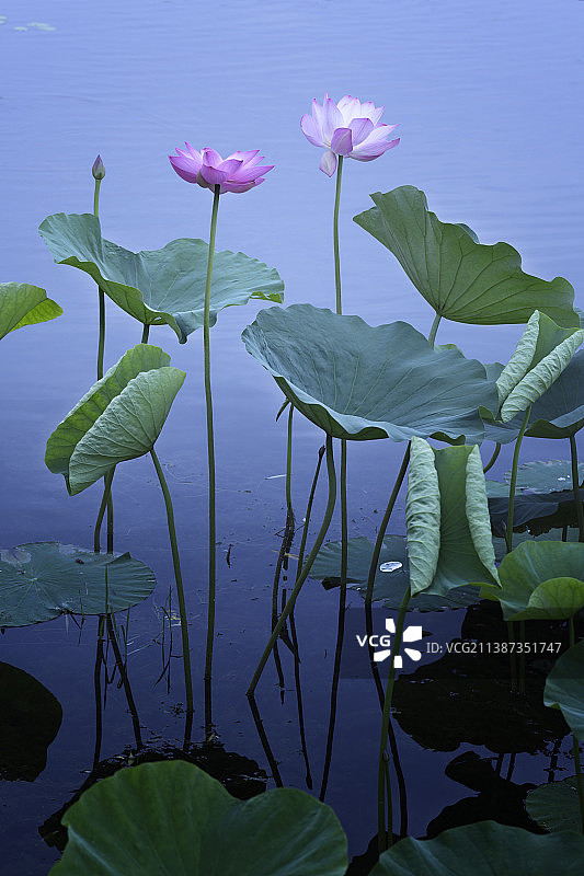 亭亭玉立的夏荷+月牙湖（南京）图片素材