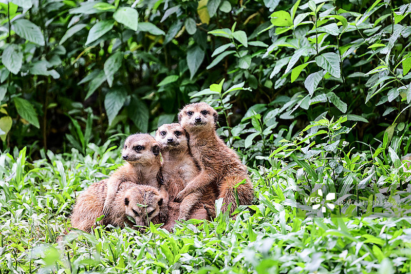 可爱的小猎豹图片素材
