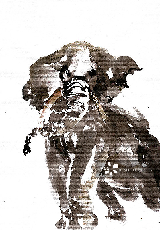 行走的大象图片素材