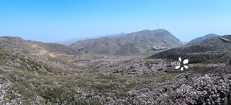 乌蒙大草原 大海子花海 高原杜鹃图片素材