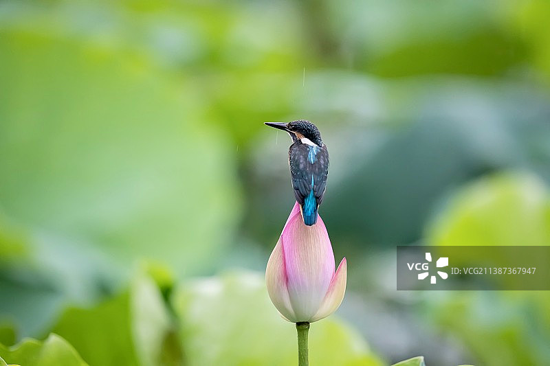 小荷才露尖尖角图片素材