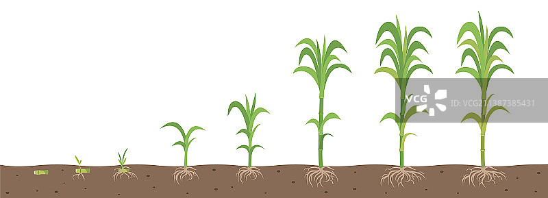 带根系的甘蔗生长阶段图片素材