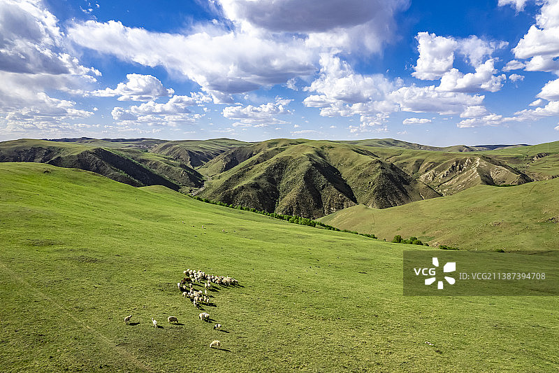 黄花沟的高山草甸与羊群图片素材