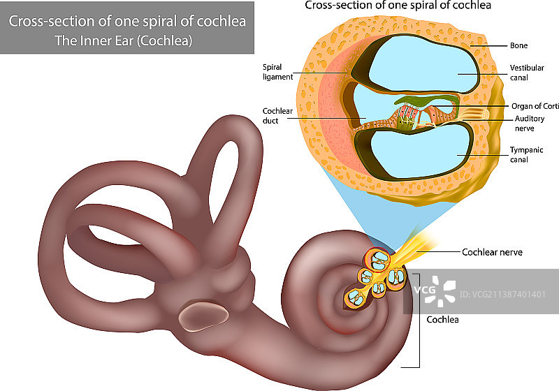 内耳耳蜗的螺旋横截面图片素材