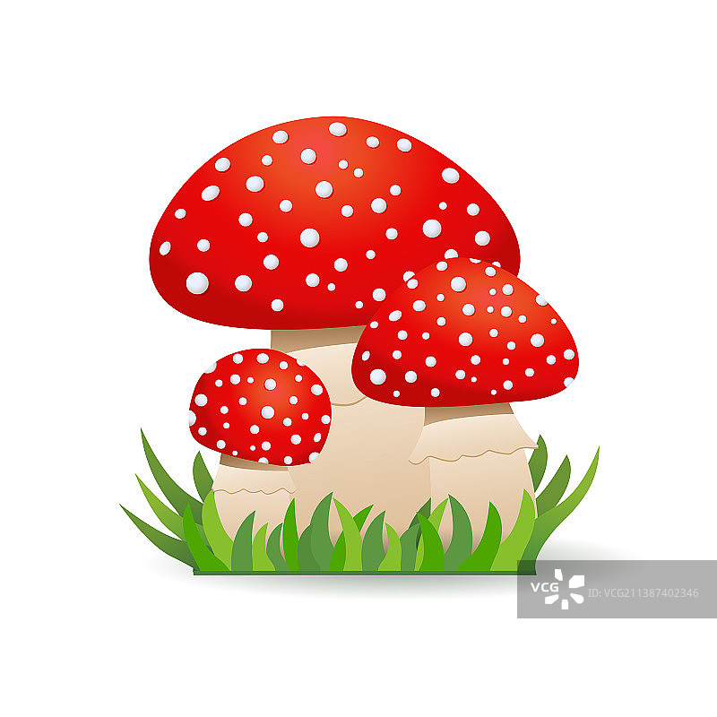 不可食用蘑菇，鹅膏菌蘑菇家族图片素材