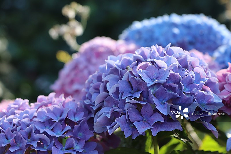 九曲花街的紫色绣球花图片素材