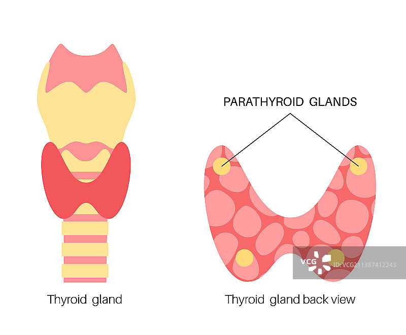 甲状旁腺解剖结构图片素材