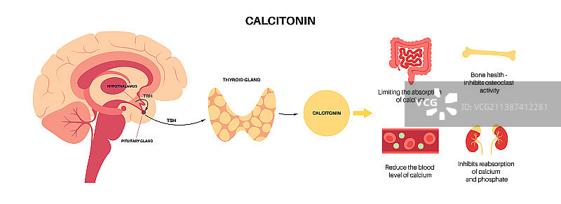 降钙素甲状腺激素图片素材