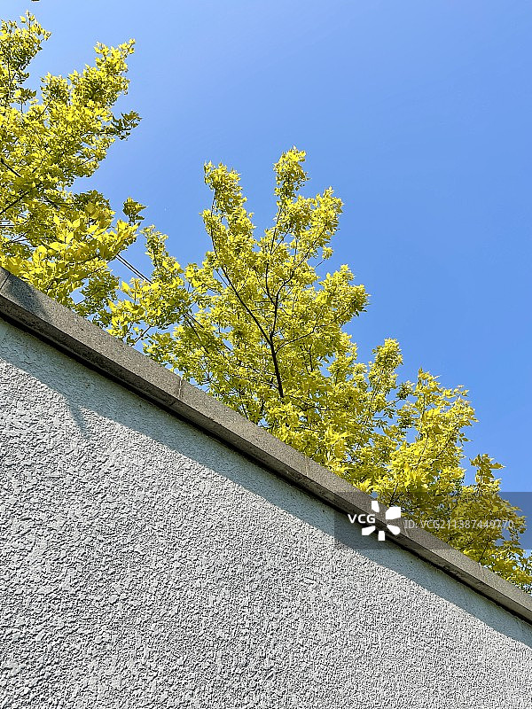 蓝天下树木的低角度视图图片素材