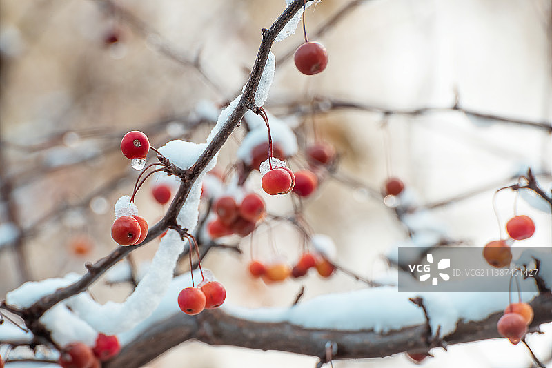 大雪下的红色海棠图片素材
