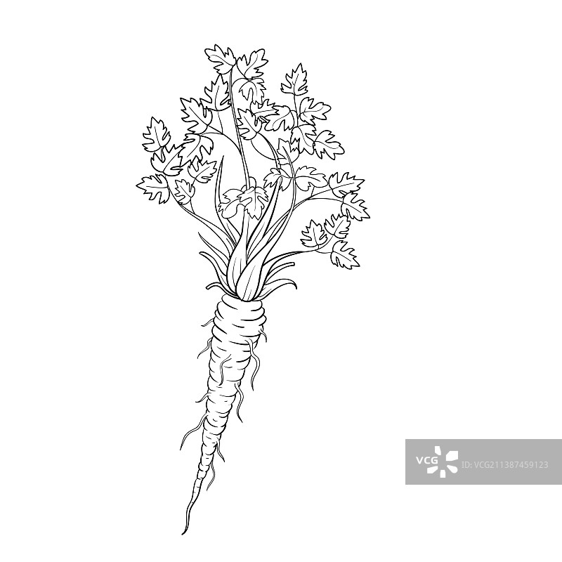 带叶子和大根的欧芹草图图片素材