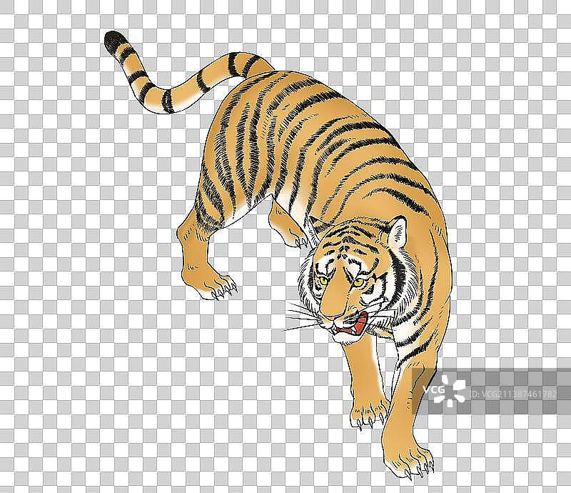 老虎全身像插画素材图片素材