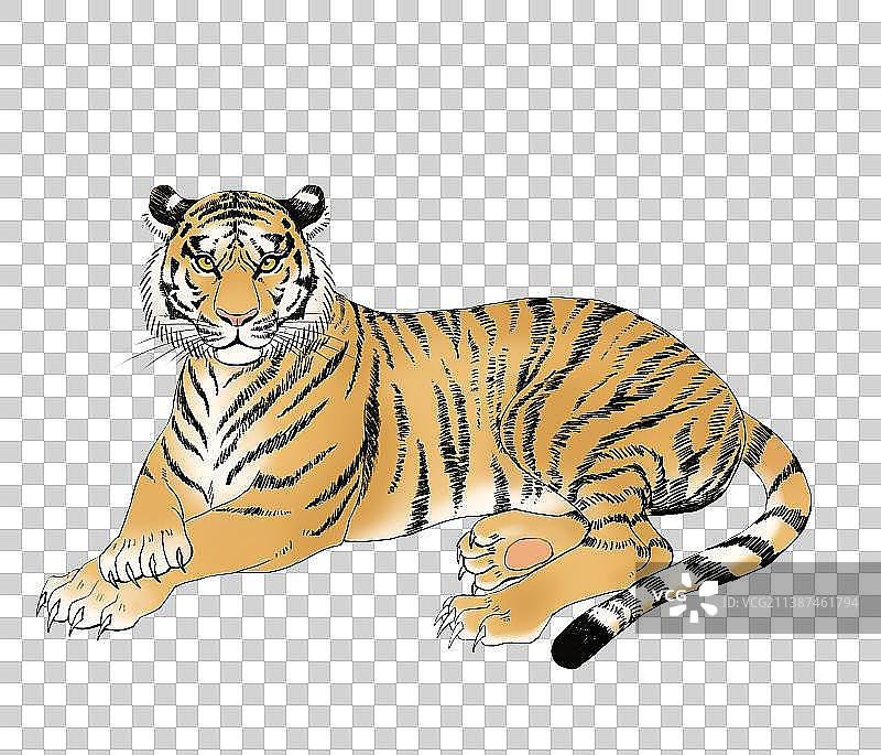老虎插画素材图片素材