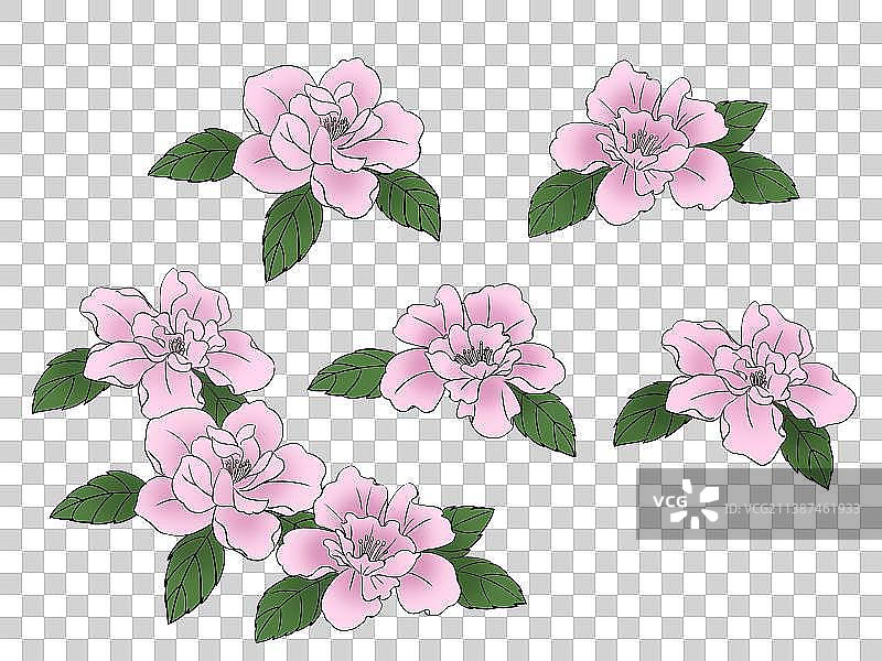 木槿花插画素材图片素材