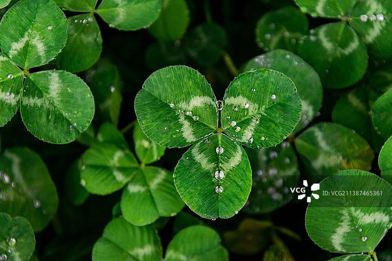 沾染露水的三叶草图片素材