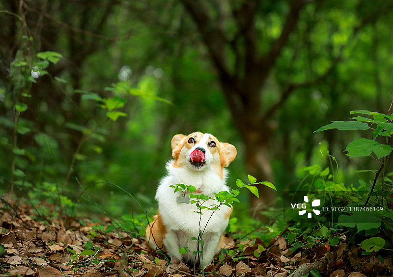 威尔士柯基犬图片素材