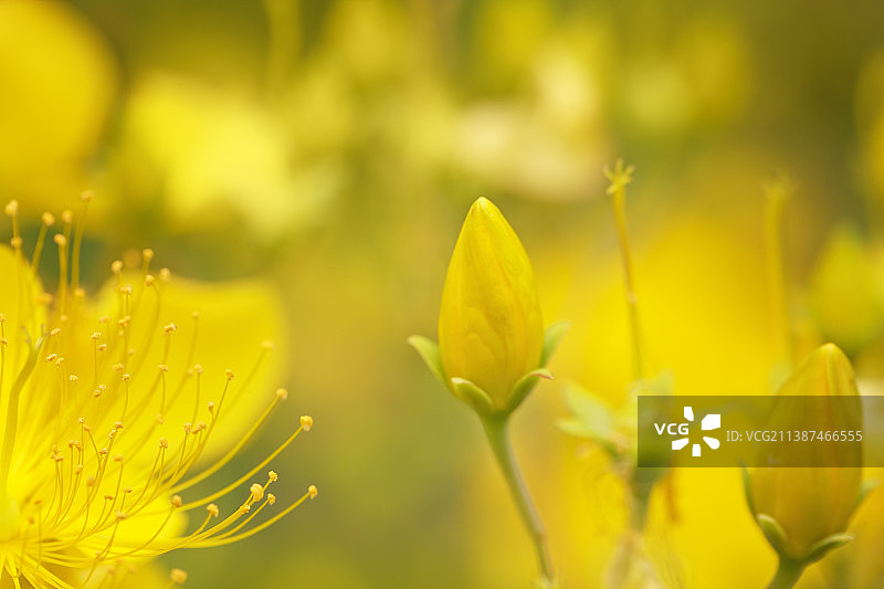 微距摄影+正午阳光下的金丝桃（南京）图片素材