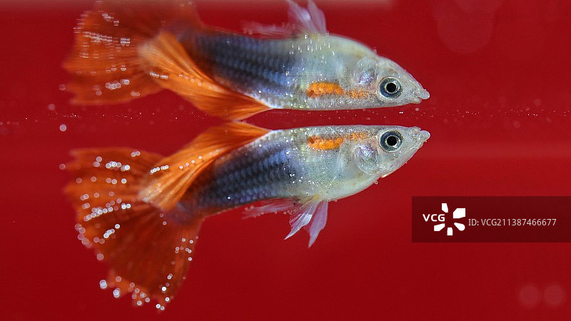 孔雀鱼图片素材