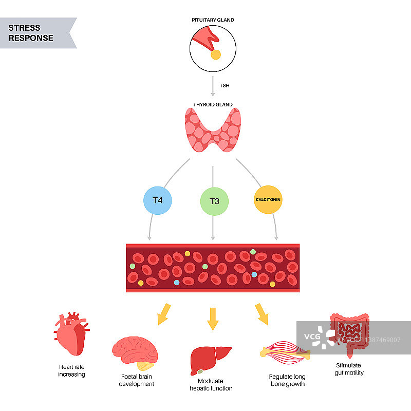 甲状腺激素图图片素材