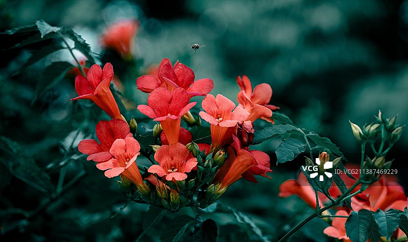 凌霄花图片素材