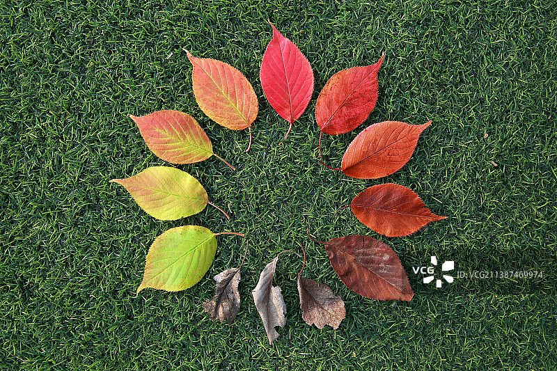 每一片叶子都是时间的记忆图片素材