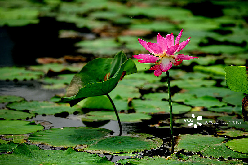 湖中粉红色莲花的特写镜头图片素材