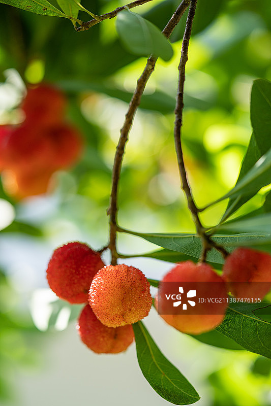 湖北恩施：南方夏季水果杨梅熟了图片素材