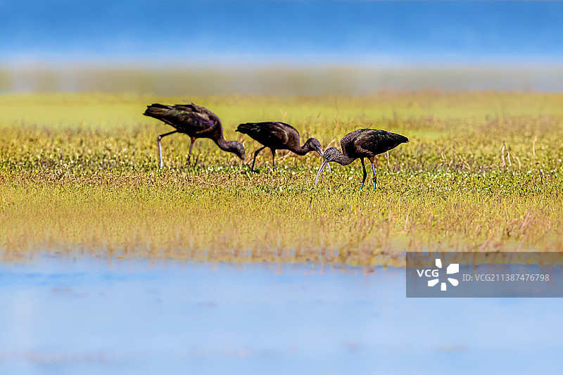 彩鹮-悠闲觅食图片素材
