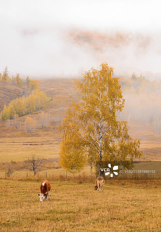 新疆禾木雾中金黄色的秋牧场图片素材