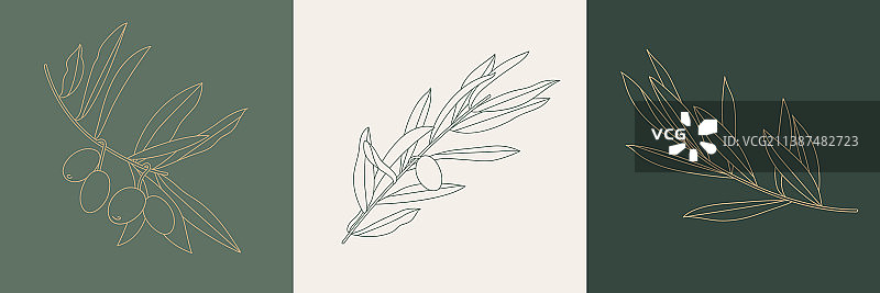 简约线性橄榄枝图片素材