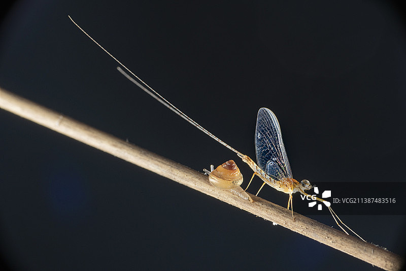 蜉蝣图片素材