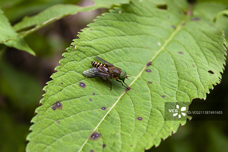 初夏大自然野生的小动物牛虻图片素材